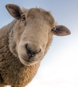 ZooDiet Petfoods