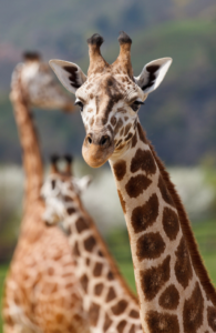 ZooDiet Petfoods